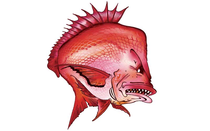 Cartoon Snapper Fish Graphics