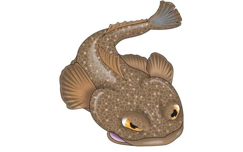 Flathead Fish Graphics