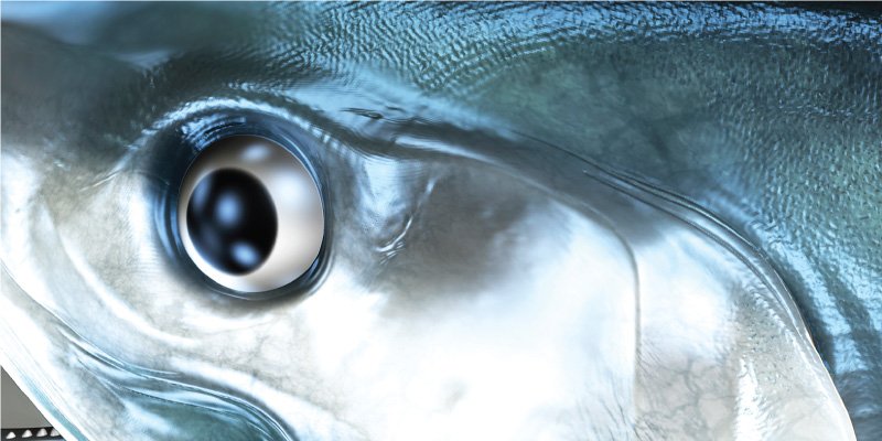 King Mackerel Fish Graphics Closeup