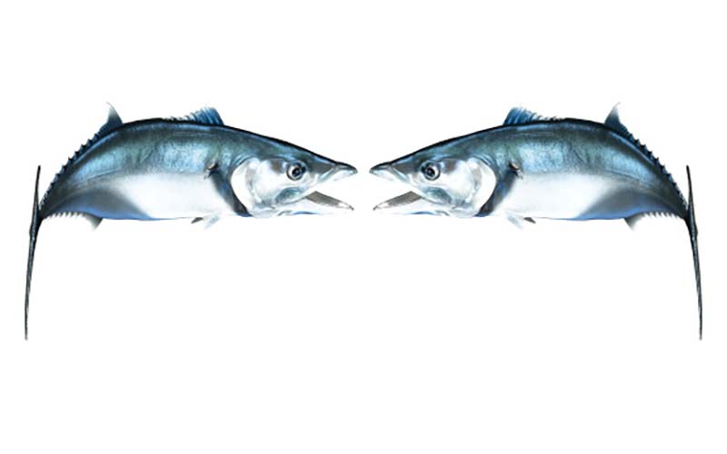 King Mackerel Fish Graphics Set