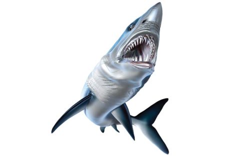 Mako Shark Fish Graphics