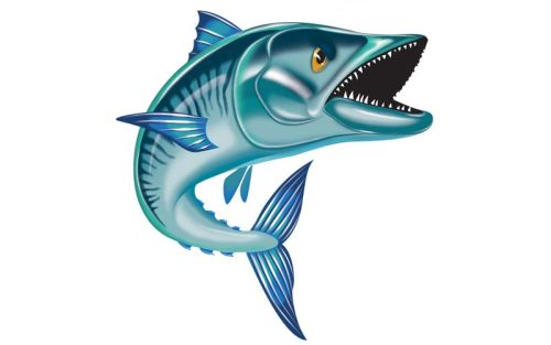 Spanish Mackerel Fish Graphics